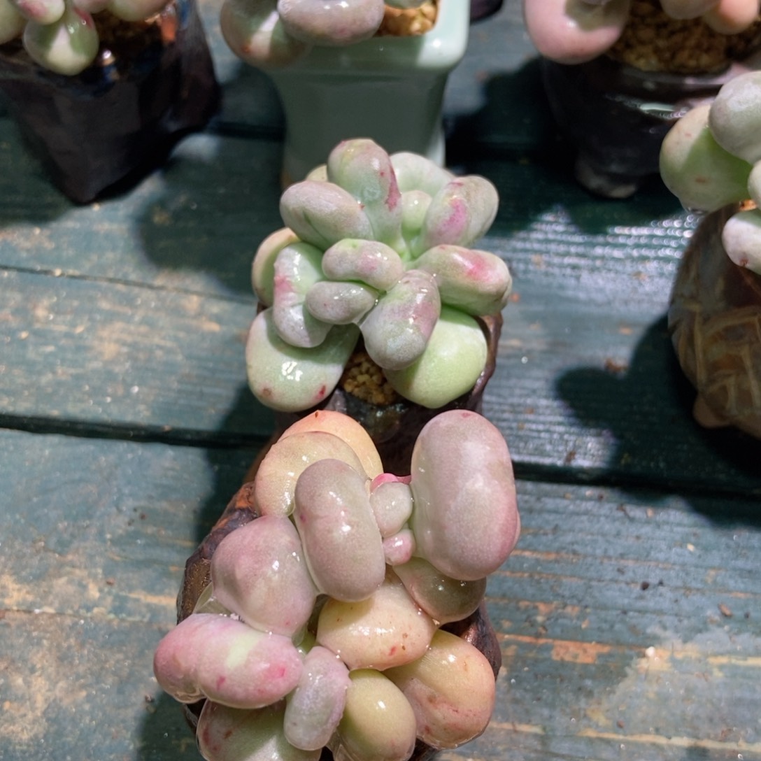 巧***_巧克力熊油煎丸子两颗专拍