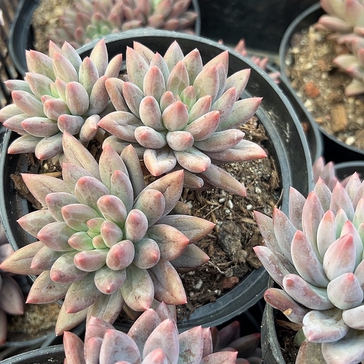 水晶球。             