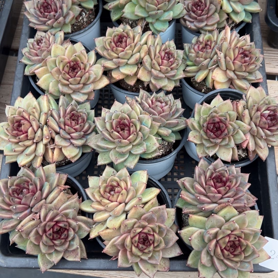 2496量双头肉肉肉肉肉肉肉