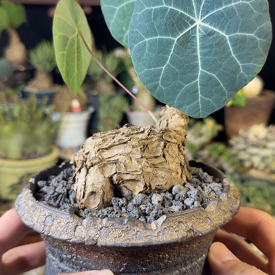 一物一拍老家一叶龟17