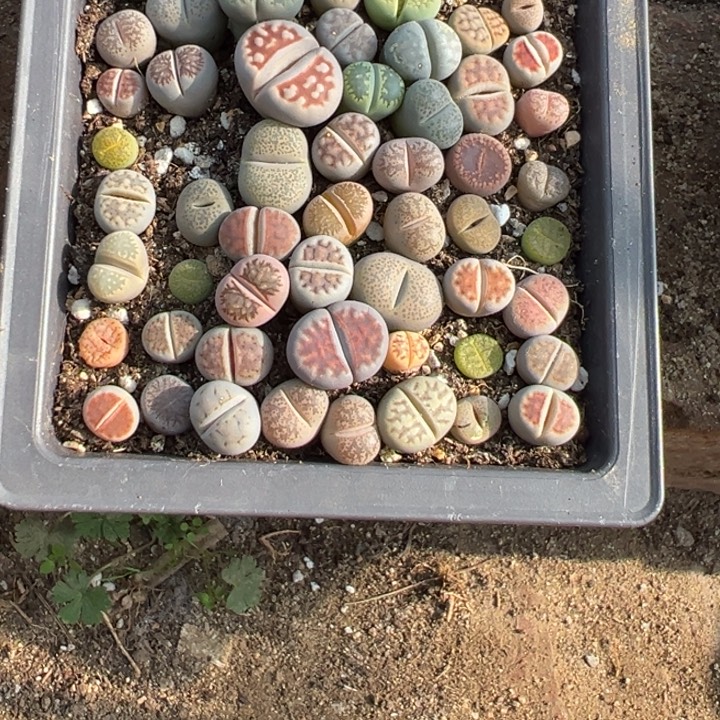 不***铁生石村是小孩子725