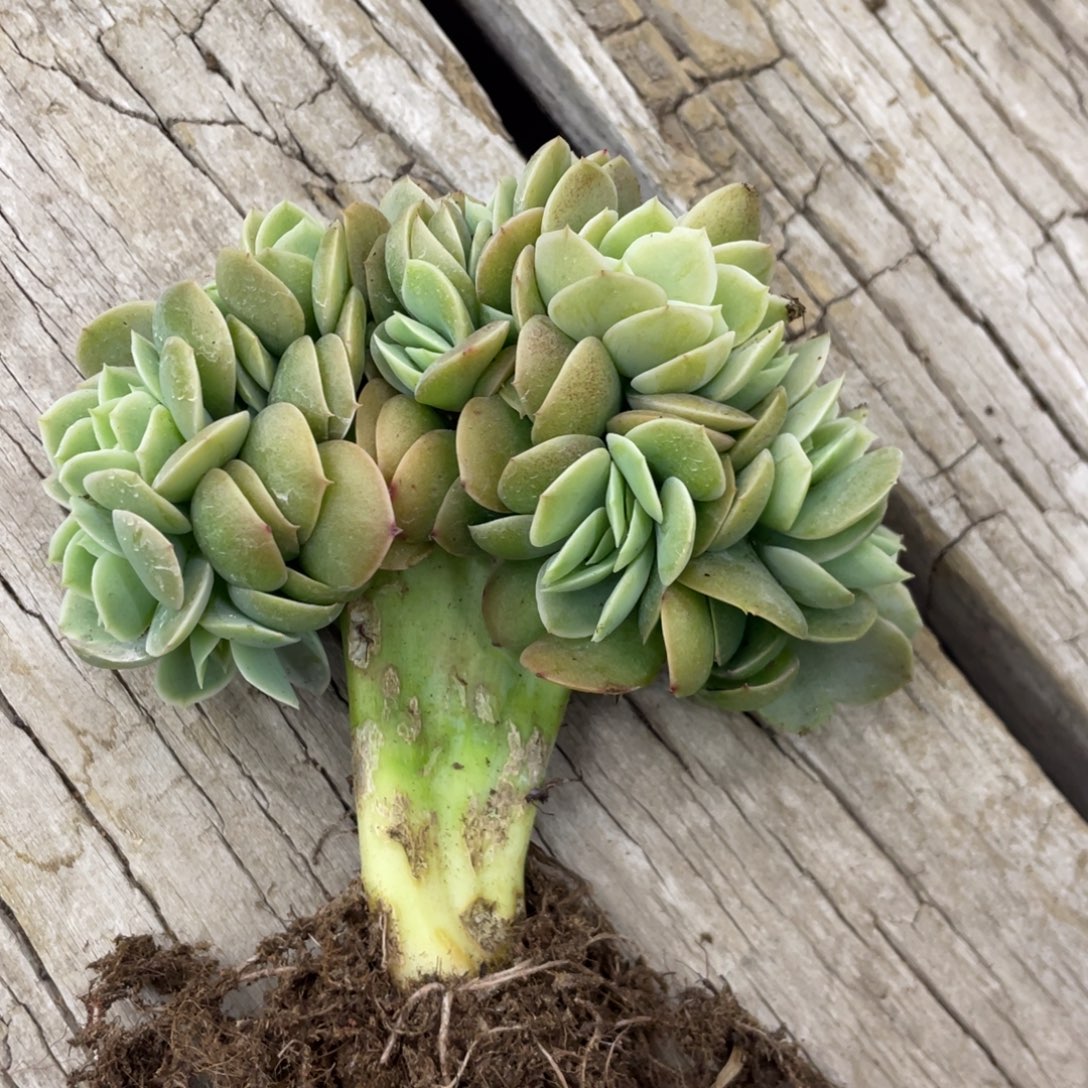 星纳塔缀化小树底切