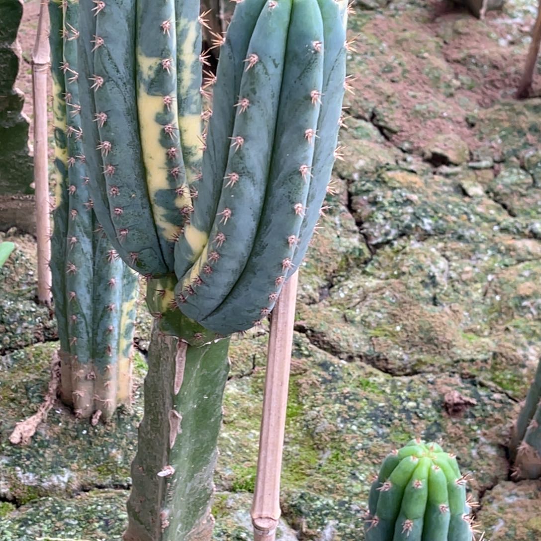 美***）多闻柱 锦 不掰 带2公分母球3个头