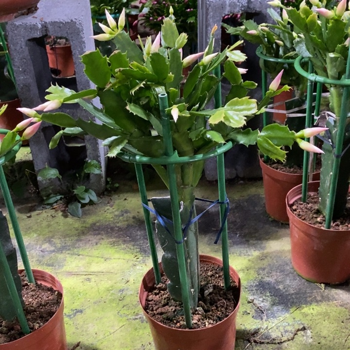 大部分花苞少量开放867嫁接2099