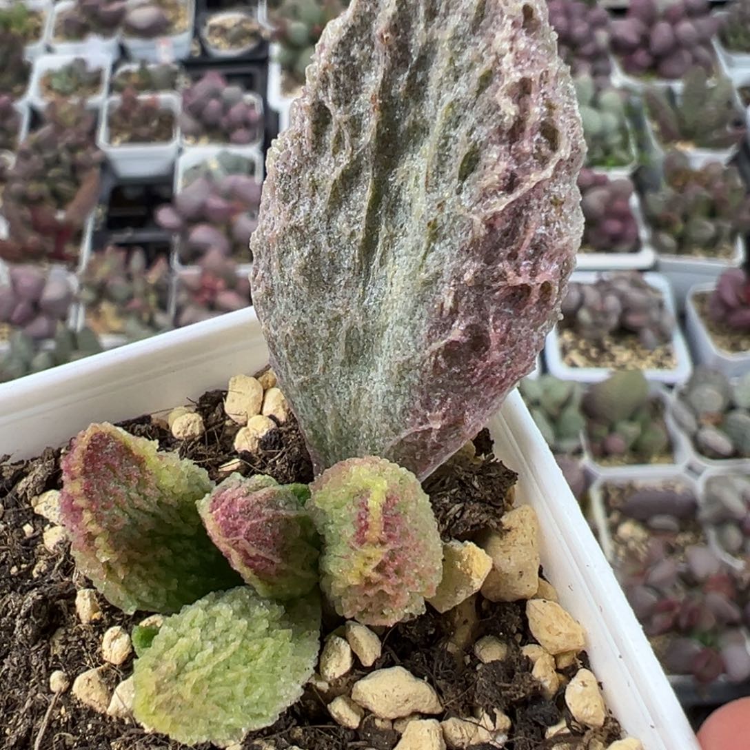 苍龙超大叶子多肉植物水泡