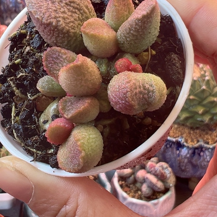 一物一拍感谢支持