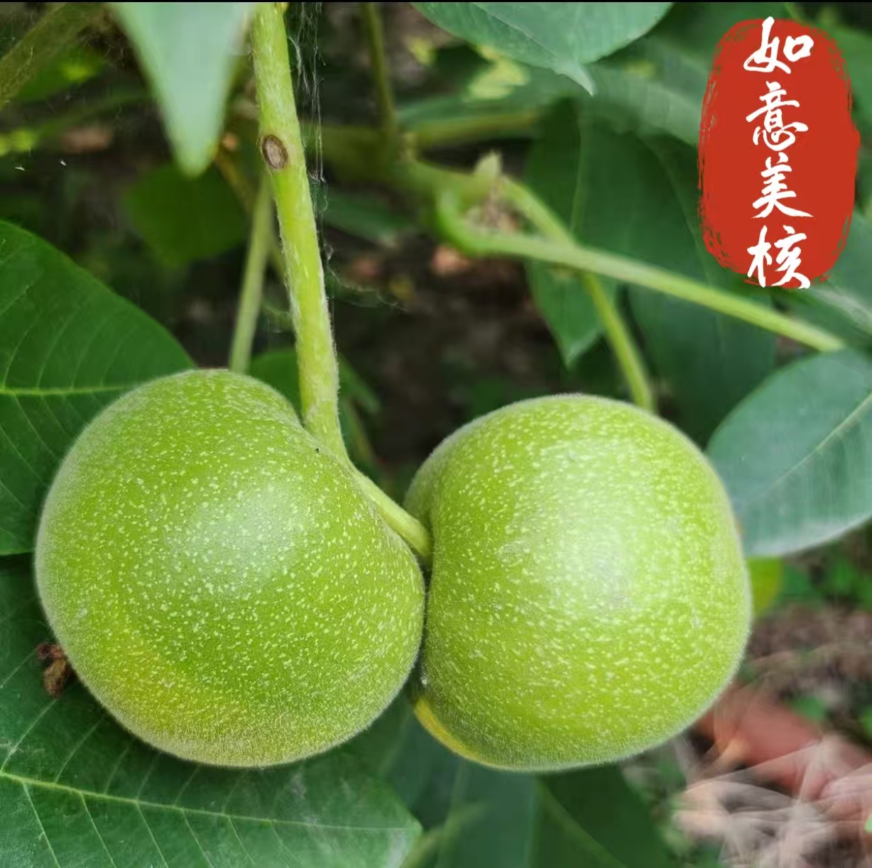 文玩核桃官帽青皮定制  不退不换