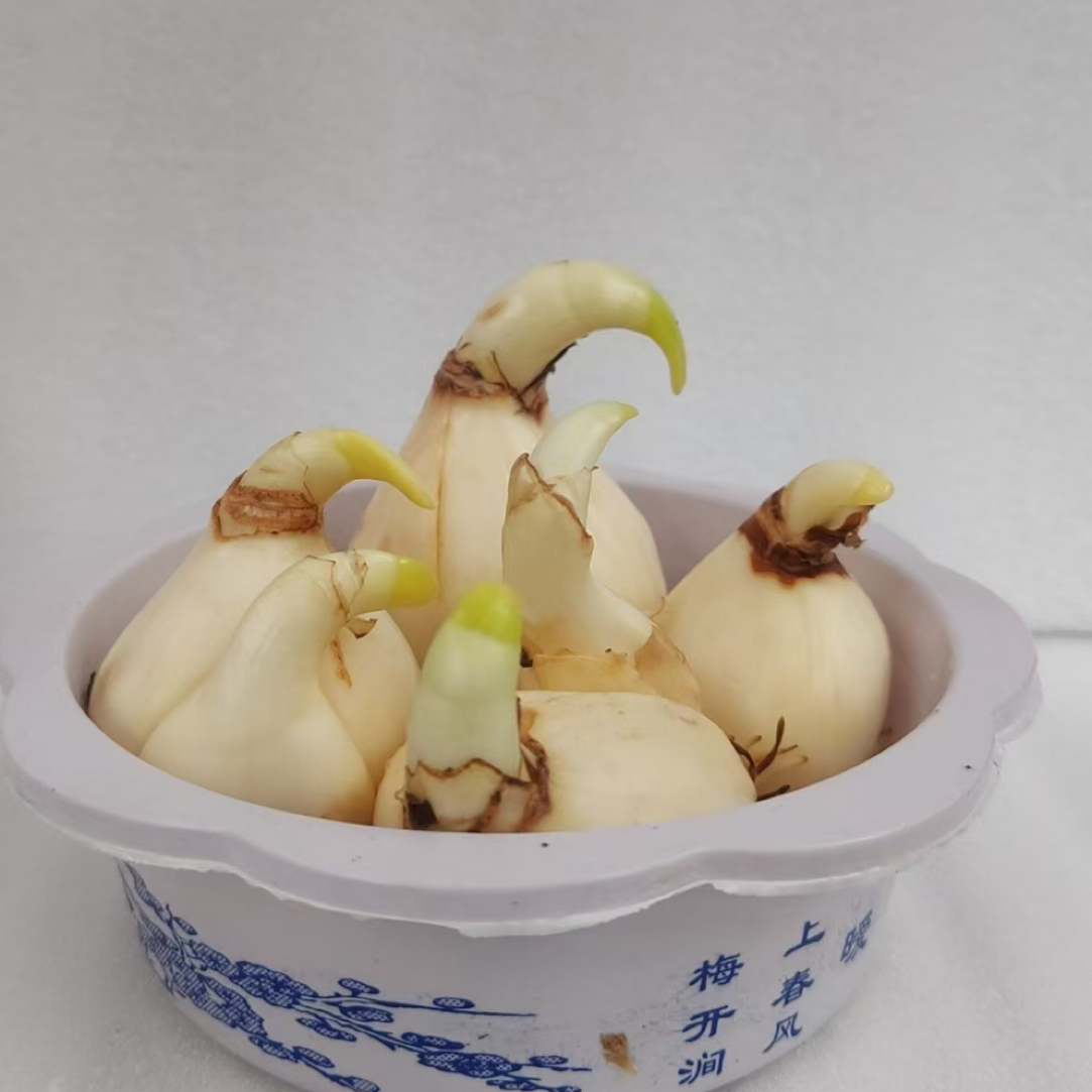 漳州水仙花种球水培盆栽室内外四季开花好养水养花卉球根植物