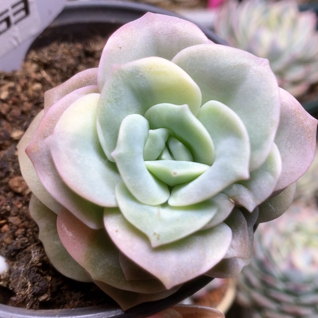 063可爱玫瑰锦锦锦锦锦锦