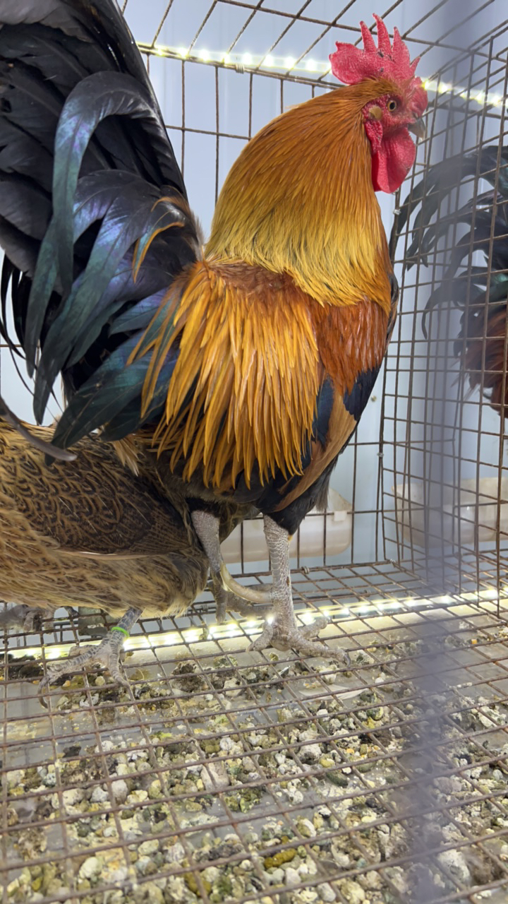 农村散养老公鸡，包邮