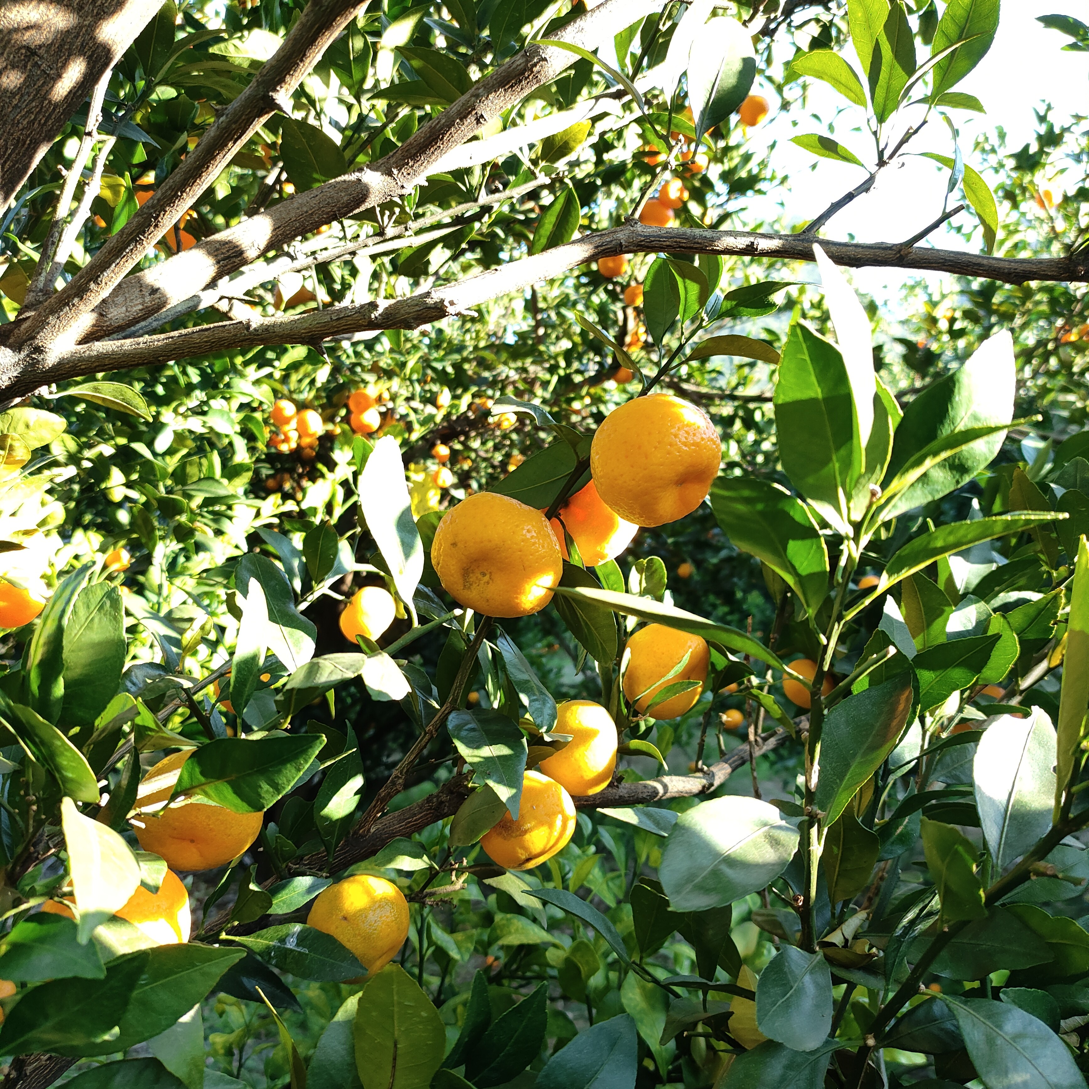 广西罗城应季水果大集合