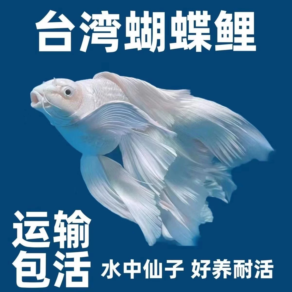【一物一拍】台湾蝴蝶鲤冷水观赏鱼石膏白短身球体短身长身观赏鱼