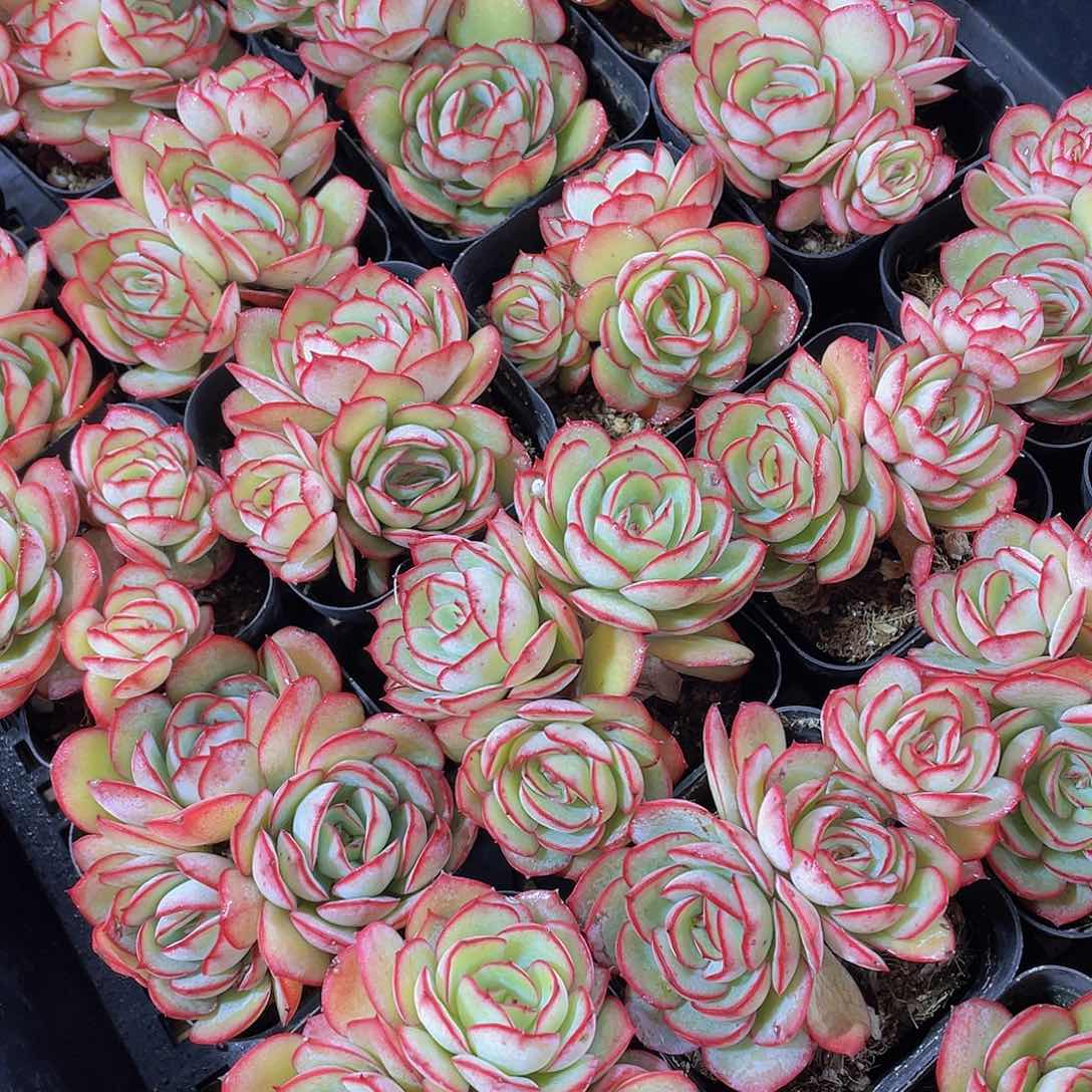 量拍150号 牡丹亭群生一个