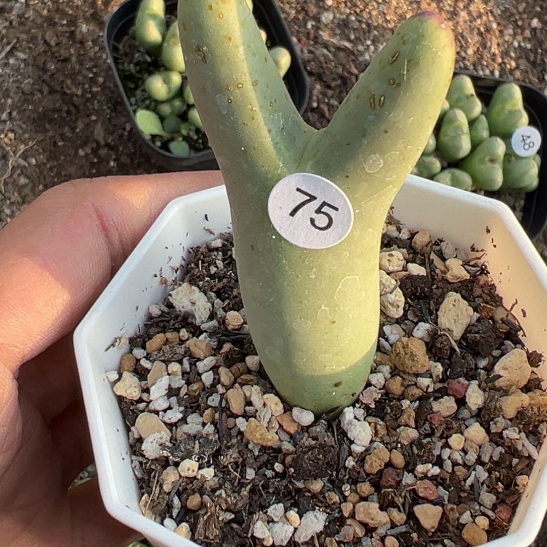 多肉植物1111111111111