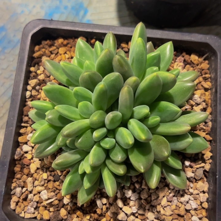 橙色奇迹正版肉肉发货