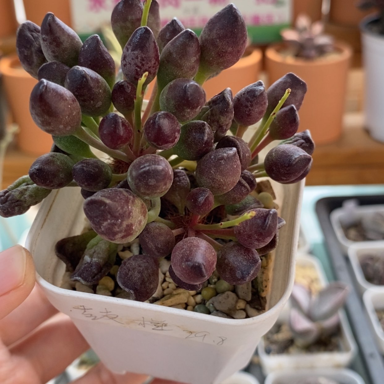 【闪购商品】无花朵鼓槌