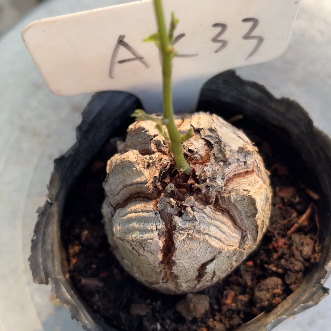 定盆定养龟甲龙4.3公分