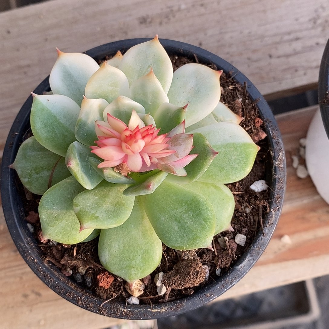 宝莲灯锦砍头无根3公分左右