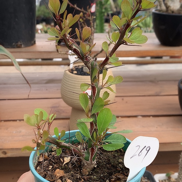 269簇圣福贵哈哈哈哈哈哈哈