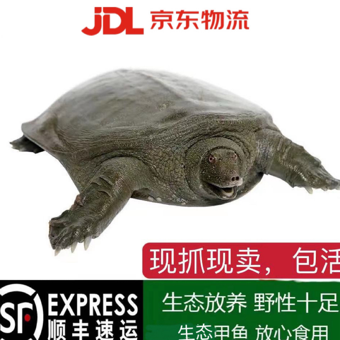 【琴哥专属】2只鲜活食用外塘生态放养甲鱼老鳖包邮到家