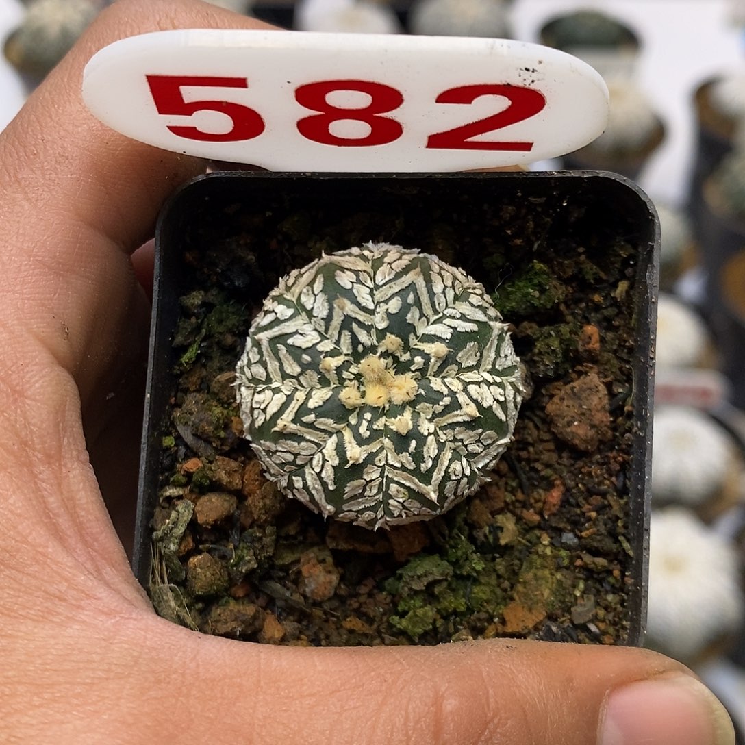 582特价款特价咯特价
