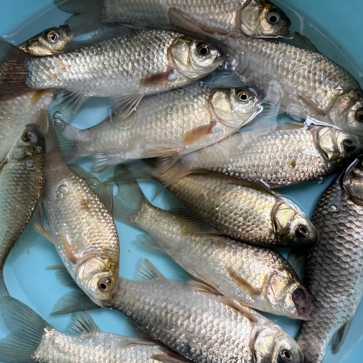 ［同城闪送］曹鱼一条 1斤2左右