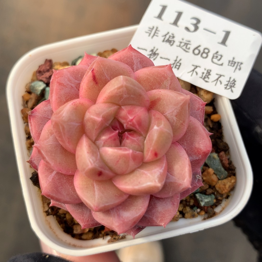 1。谷雨。满六八包邮。4cm多肉。