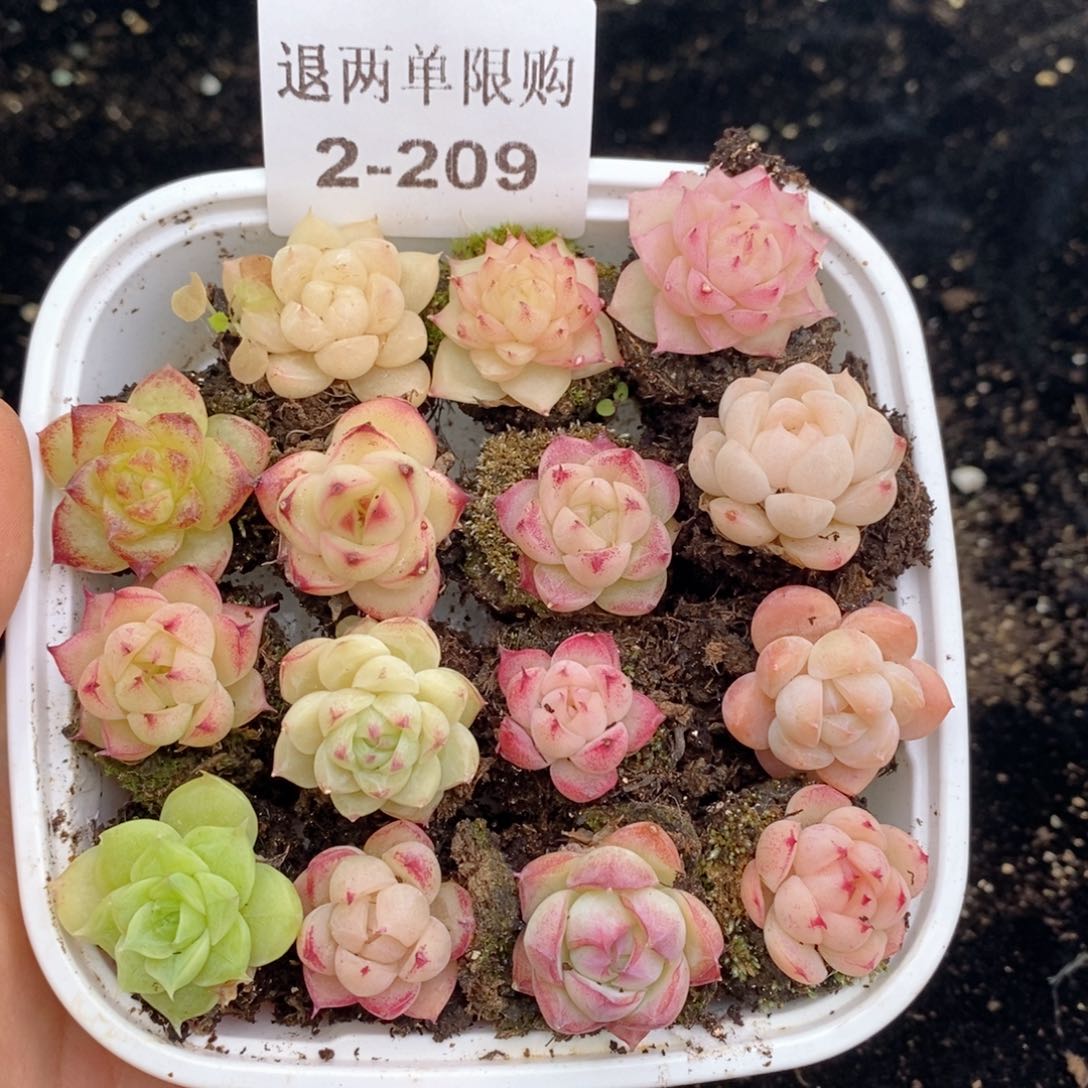 2-209 新疆西藏内蒙不发其他12.8包邮两到三公分多肉