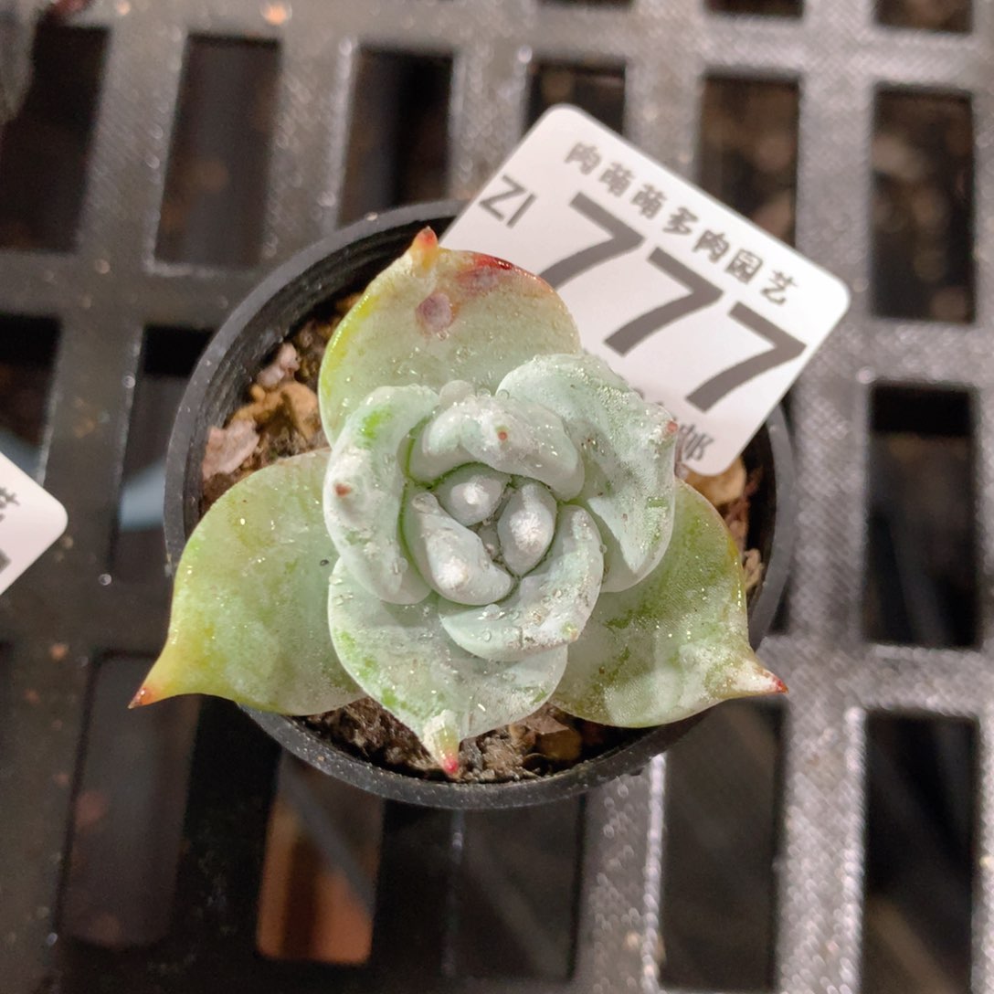 5CM拇指盆精控多肉ZI777