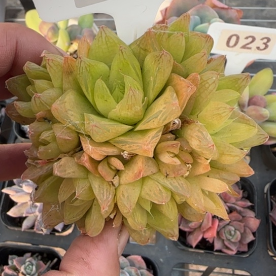 369黄金玉露多肉植物多