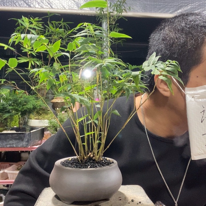 毛***桃以实际为准盆景绿植盆栽79