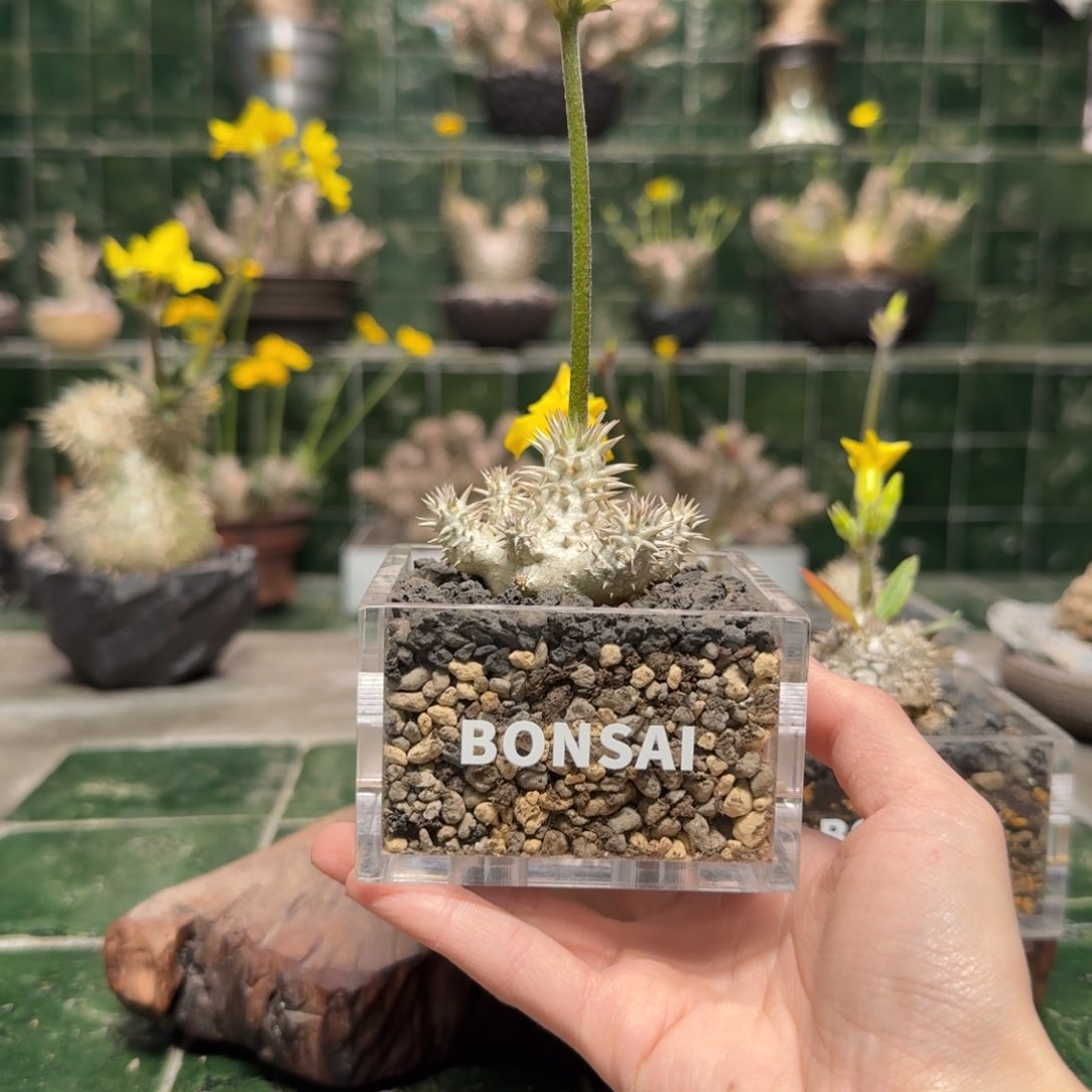 ?****?惠比大黑 一物一拍