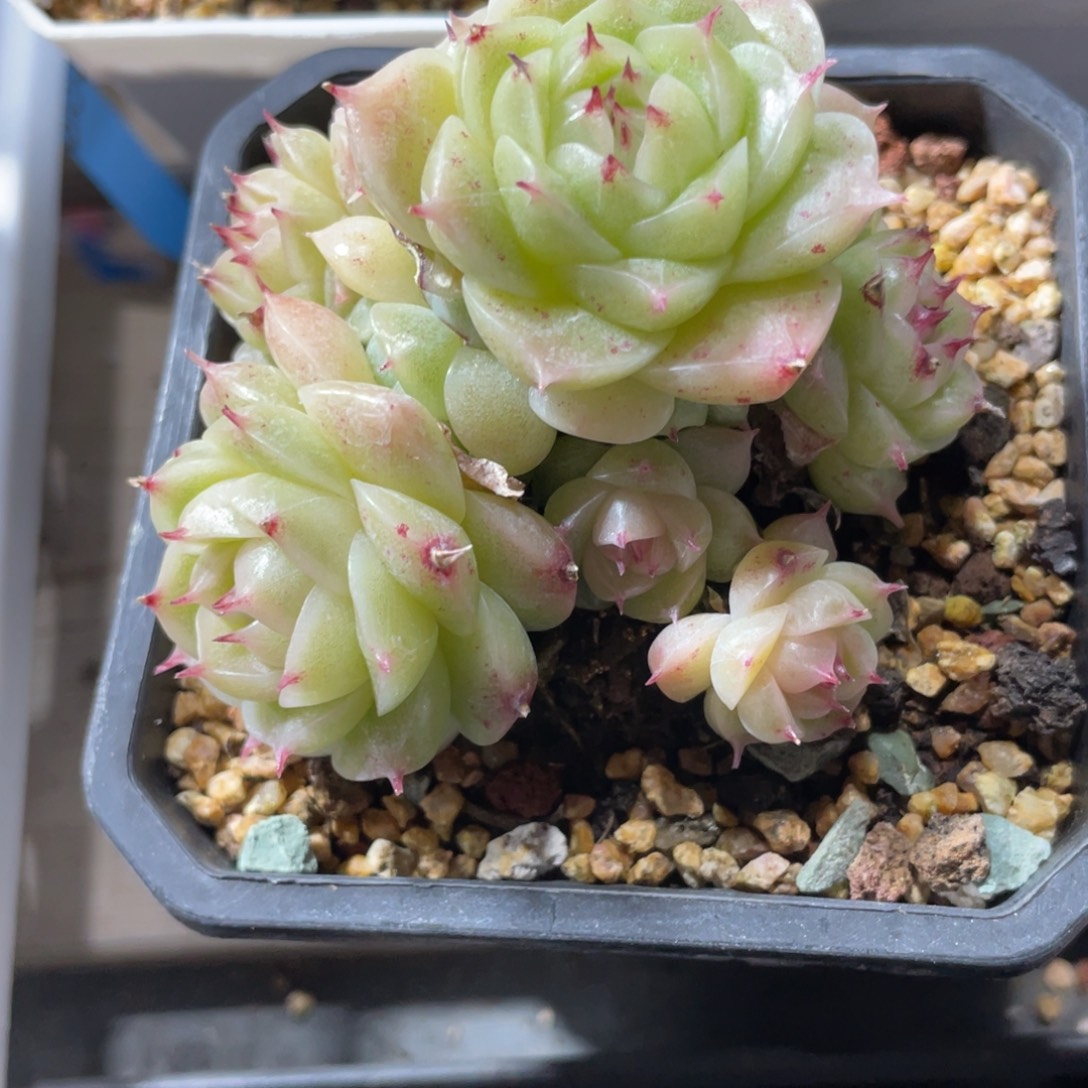 S优选麦杆多肉福利2610