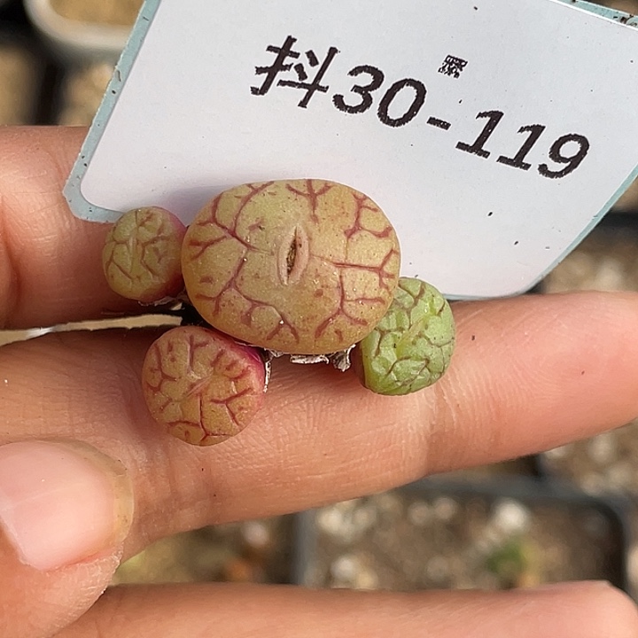 30-119青姬多肉植物