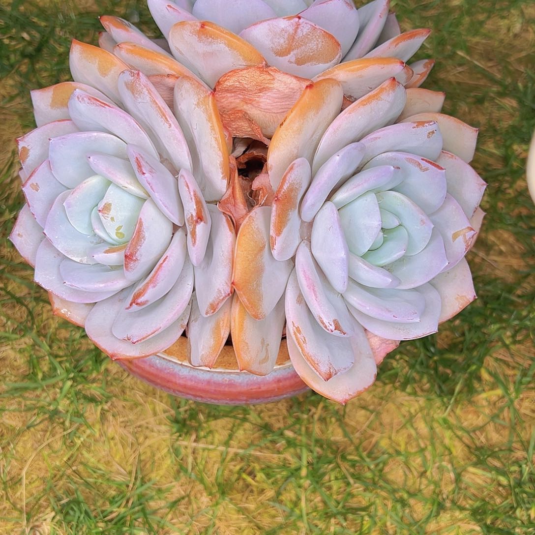 111111225588444奶茶