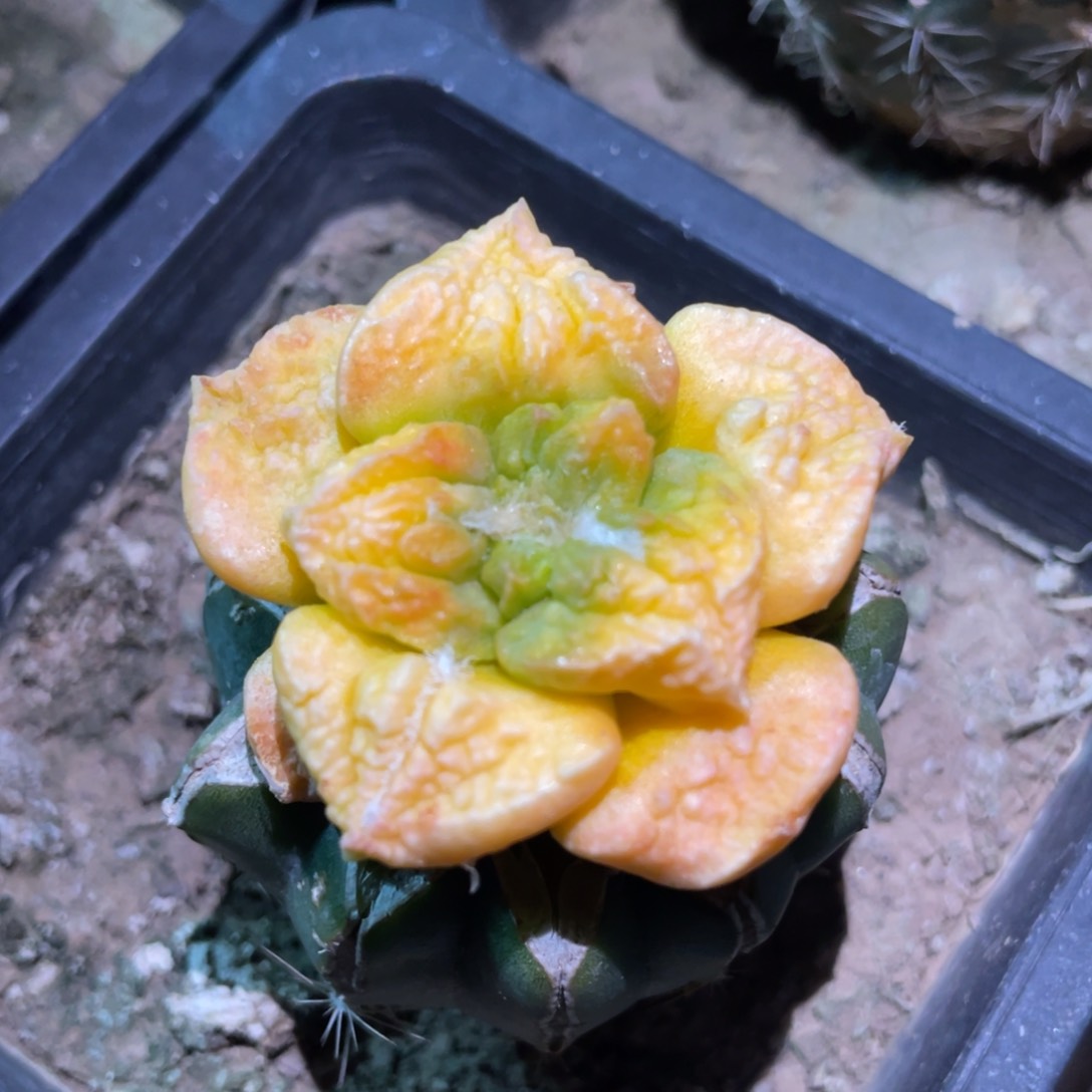 丸犹菜花牡丹锦  仙人球