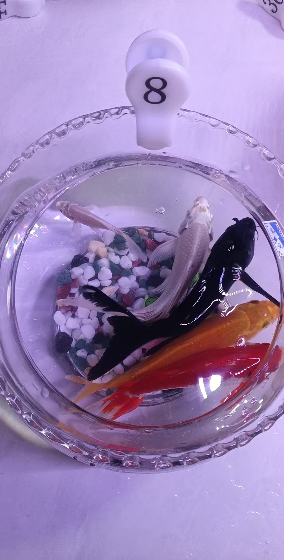 精品锦鲤冷水活鱼好观赏鱼