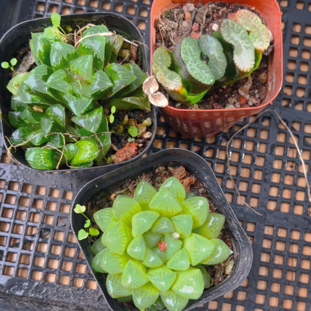 芷寿+玉扇+雪花玉露