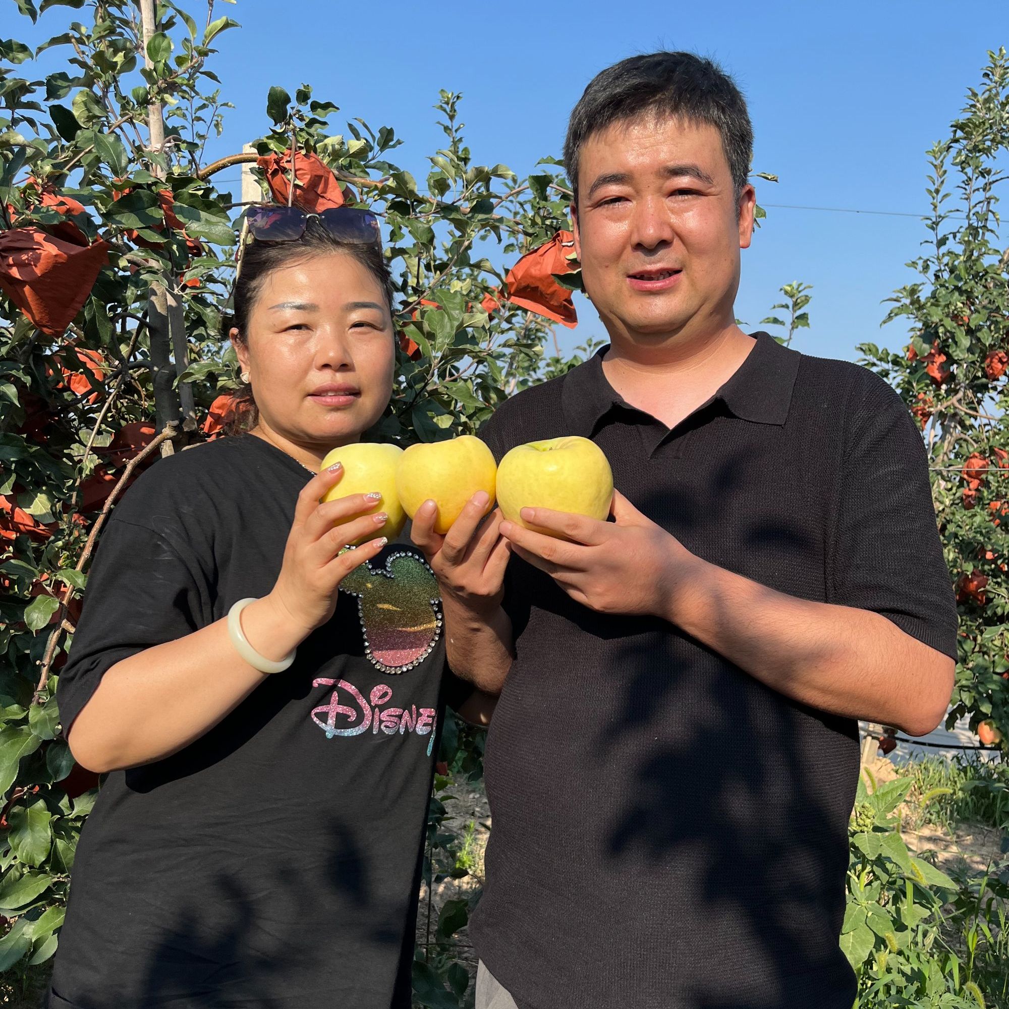 陕西高端青【华硕苹果】2025年头茬应季水果脆甜多汁现摘现发