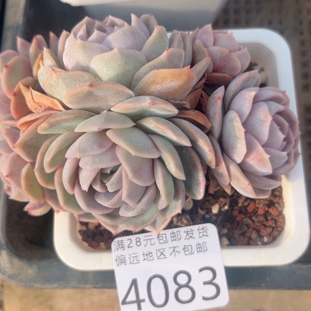 ?****。大4083h h h h j j