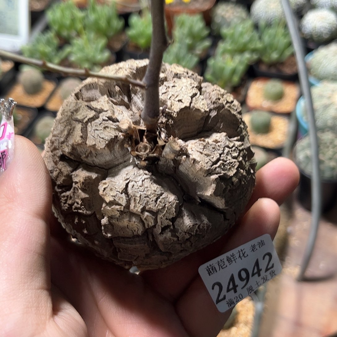 24942一物一拍单头发货