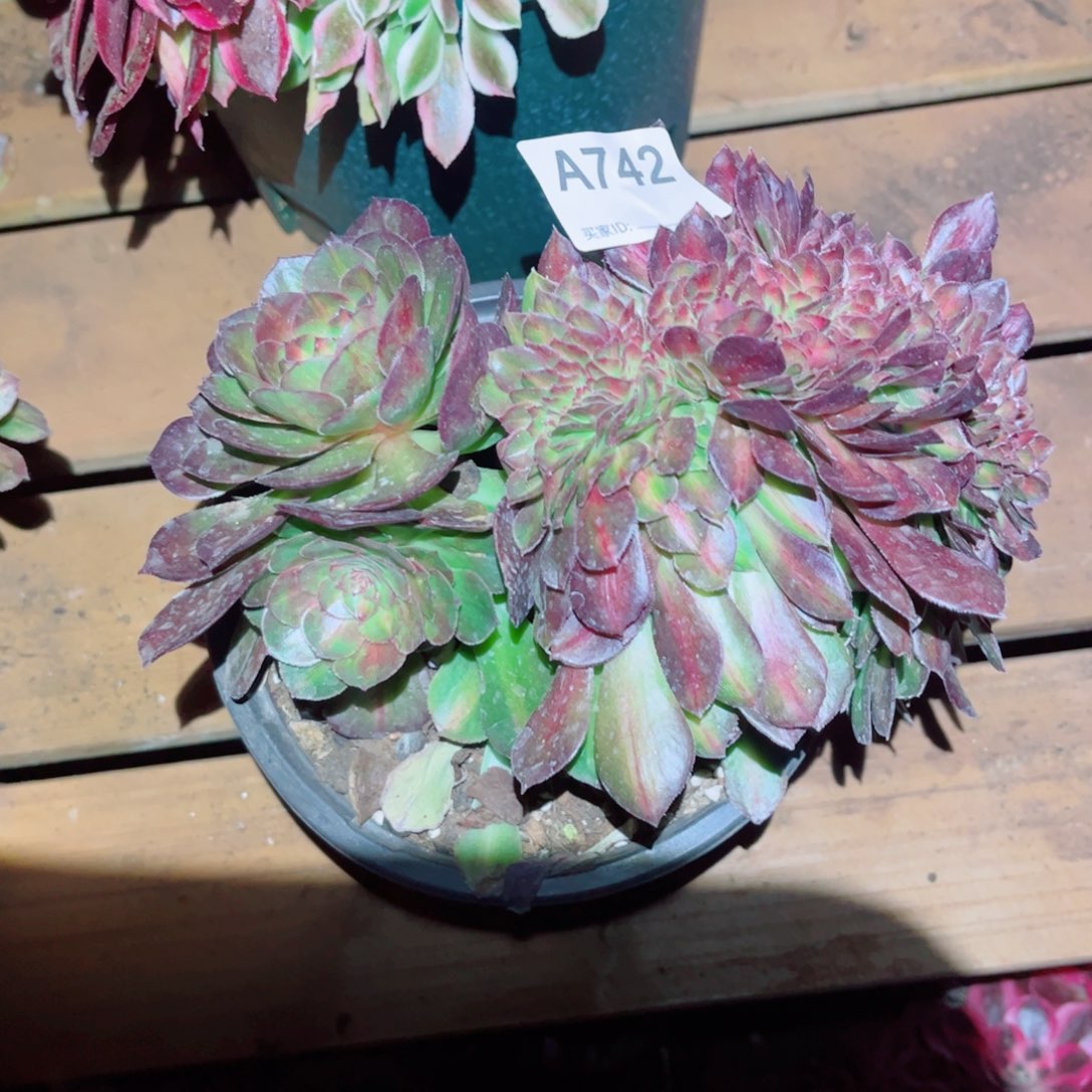 742抹茶缀化多肉植物