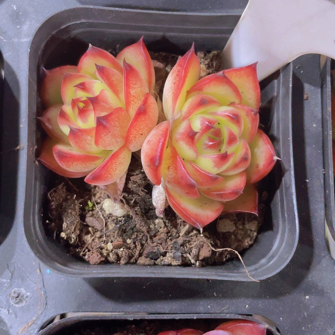 月亮石a029一物一拍