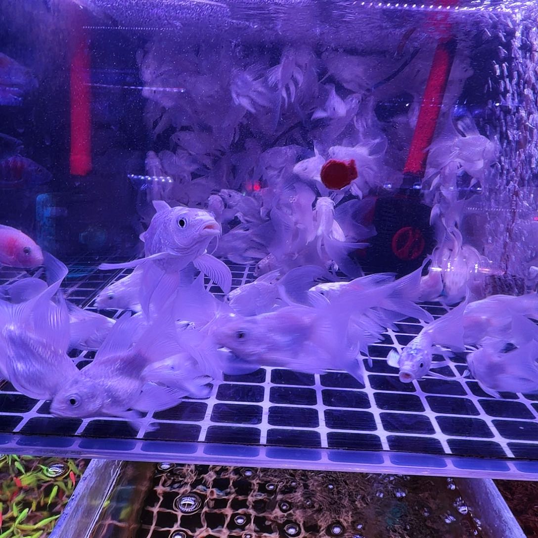 蝴蝶鲤鱼白色长尾长鳍19条(14条送5条备损)