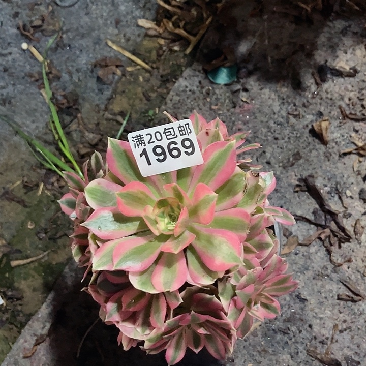 1969一颗粉女巫法师