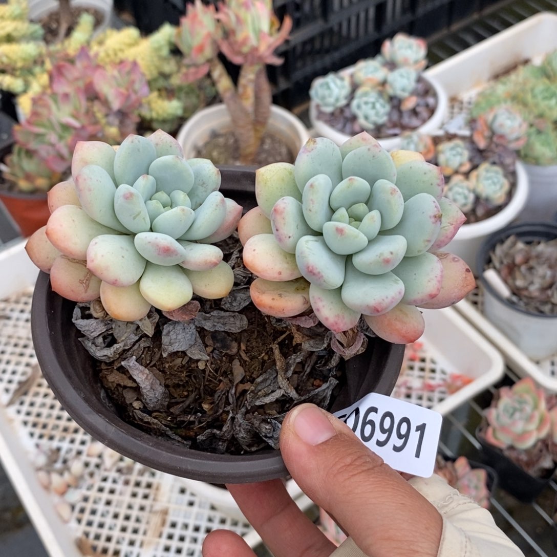 向***花6991花斑露一物一拍