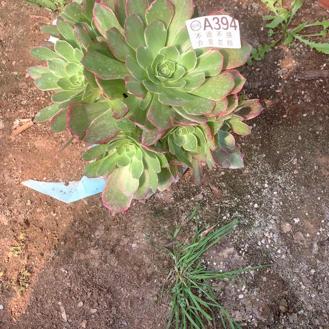 多肉植物粉体海王394
