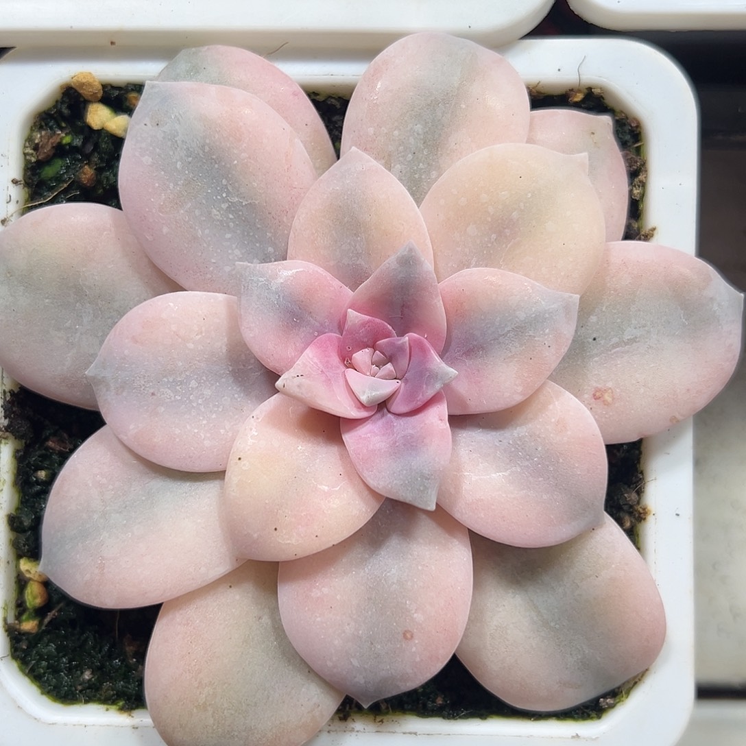 满38包邮华丽风车锦