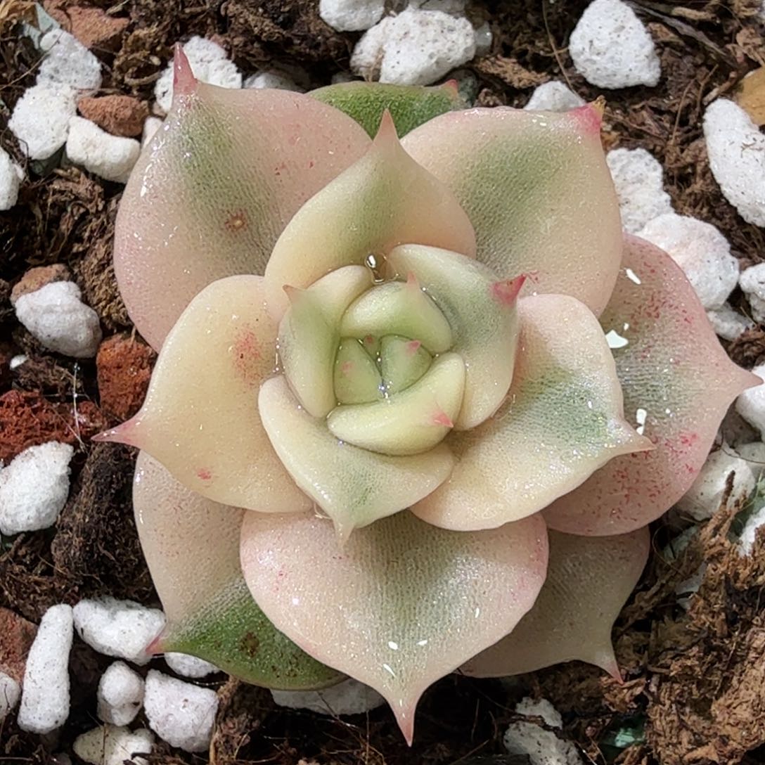 贝加尔湖锦，多肉植物