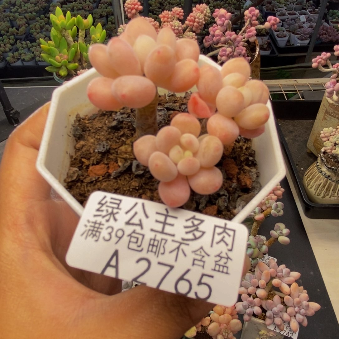 765鱼子酱多肉4c m